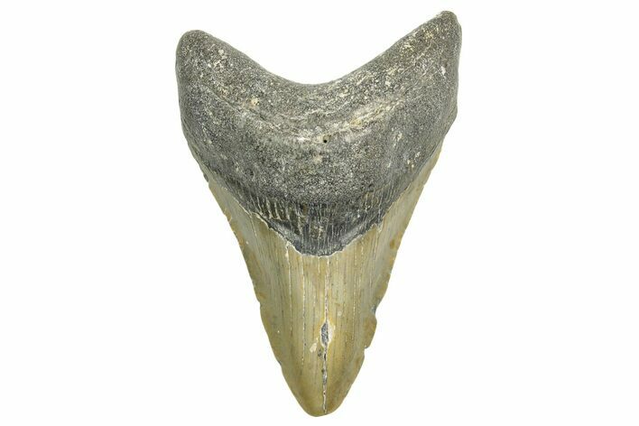 Fossil Megalodon Tooth - North Carolina #365995